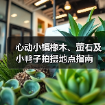 心动小镇橡木、萤石及小鸭子拍摄地点指南（图1）