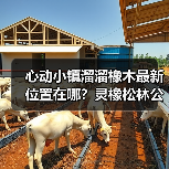 心动小镇溜溜橡木最新位置在哪?灵橡松林公交站附近!(图2) 心动小镇溜溜橡木最新位置在哪?灵橡松林公交站附近!(图2)