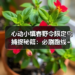 心动小镇春野令限定鸟捕捉秘籍:必刷路线+隐藏区域全攻略(图3) 心动小镇春野令限定鸟捕捉秘籍:必刷路线+隐藏区域全攻略(图3)