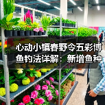 心动小镇春野令五彩博鱼钓法详解:新增鱼种位置全攻略(图1) 心动小镇春野令五彩博鱼钓法详解:新增鱼种位置全攻略(图1)