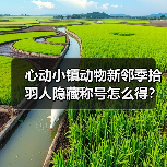 心动小镇动物新邻季拾羽人隐藏称号怎么得?(图3) 心动小镇动物新邻季拾羽人隐藏称号怎么得?(图3)
